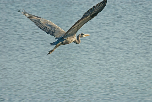 heron cruising 2