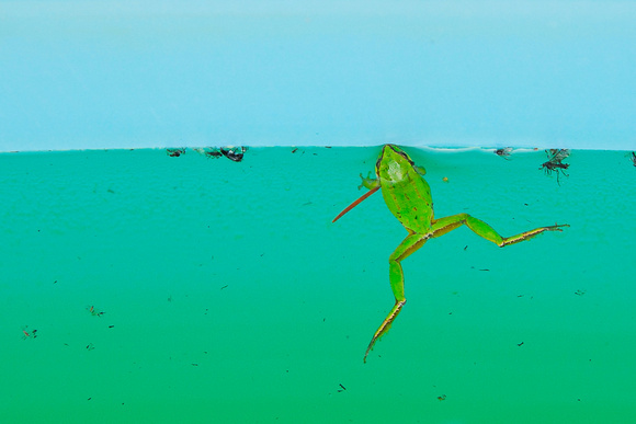 frog in water 3