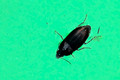 generic beetle