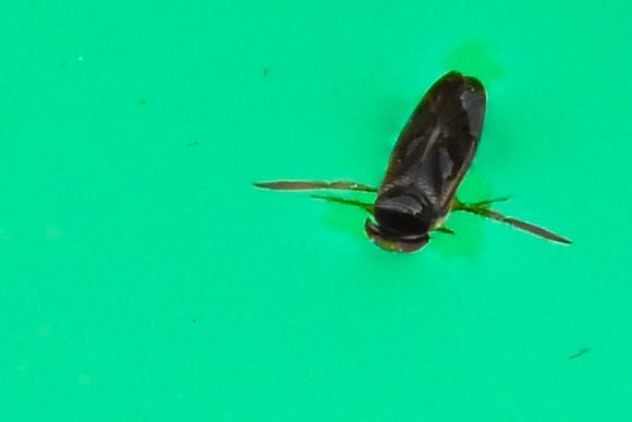 skimmer bug