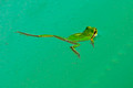 frog in water 1