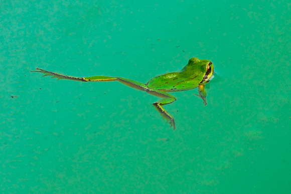 frog in water 1