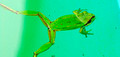 frog in water 2