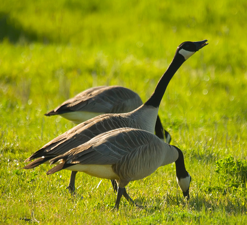 goose pair 2