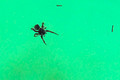 swimming spider