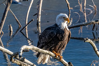 Bald Eagles at Skagit River 2021