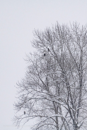 DSC_0554-Edit