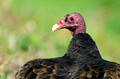 vulture2_crop