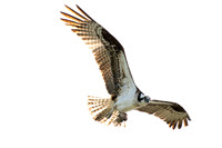 Osprey and Eagle - Sauvie Island, OR