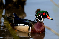 Wood ducks, and friends, in Forest Grove