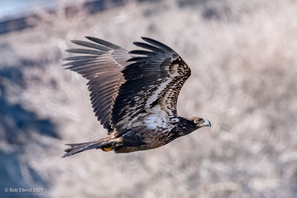DSC_9350-Edit
