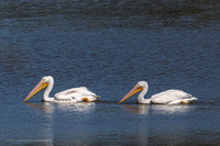 Sauvie Island pelicans, herons, and geese