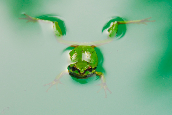 frog in water - artistic
