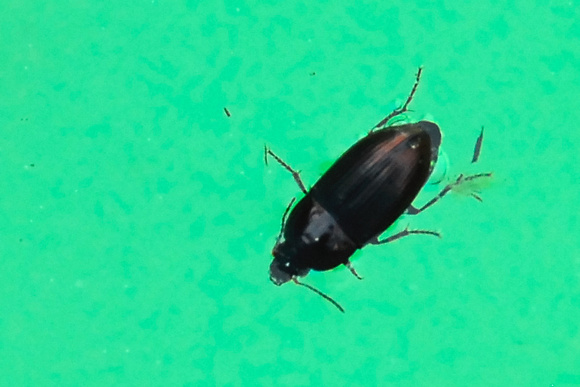 generic beetle