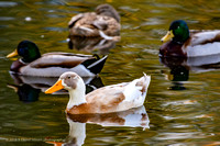 more ducks & geese in Forest Grove