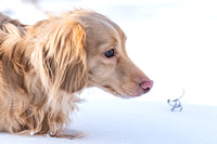 Dogs in Snow - 2024