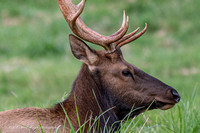 Roosevelt Elk at close range