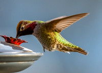 Ben's hummingbird photos