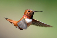 hummingbirds