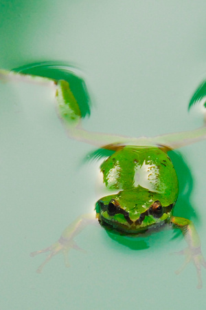 frog in water - artistic