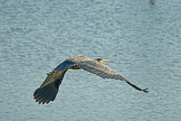 heron cruising 1